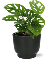 Kamerplant - Monstera Monkey Leaf - Pot Ø 12cm Hoogte ↕ 30cm