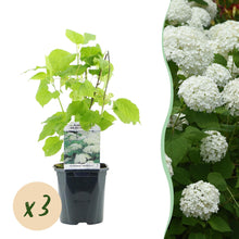Buitenplant 3x Hydrangea arborescens 'Annabelle' - Bloeiend - Pot Ø 17cm Hoogte ↕ 50cm