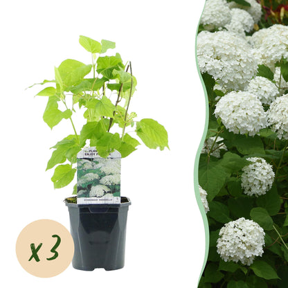 Buitenplant 3x Hydrangea arborescens 'Annabelle' - Bloeiend - Pot Ø 17cm Hoogte ↕ 50cm