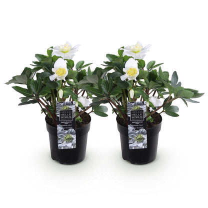 Buitenplant 2x Helleborus 'Christmas Carol' - Groenblijvend - Pot Ø 10,5cm Hoogte ↕ 25cm