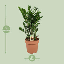 XL kamerplant - Zamioculcas Zamiifolia - Luchtzuiverend - Pot Ø 30cm Hoogte ↕ 110cm