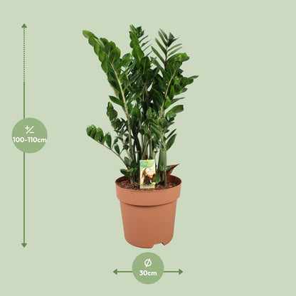 XL kamerplant - Zamioculcas Zamiifolia - Luchtzuiverend - Pot Ø 30cm Hoogte ↕ 110cm