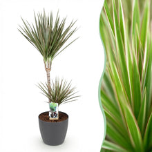 Kamerplant - Dracaena Marginata Bicolor - Pot Ø 21cm Hoogte ↕ 90-100cm