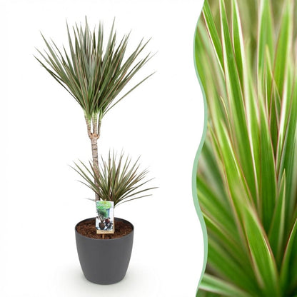 Kamerplant - Dracaena Marginata Bicolor - Pot Ø 21cm Hoogte ↕ 90-100cm