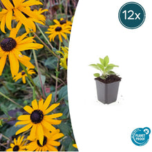 Buitenplant 12x Rudbeckia fulgida 'Goldsturm' - Bloeiend - Pot Ø 9cm Hoogte ↕ 10-25cm