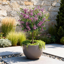 Buitenplant - Syringa meyeri 'Palibin' op stam - Winterhard - Pot Ø 19cm Hoogte ↕ 90cm