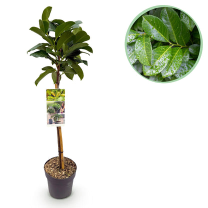 Buitenplant - Prunus laurocerasus 'Etna' op stam - Winterhard - Pot Ø 19cm Hoogte ↕ 90cm