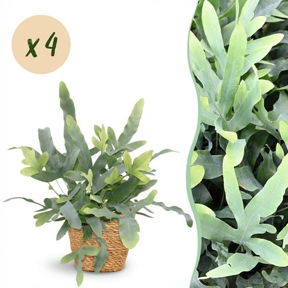 Kamerplant 4x Phlebodium aureum Blue Star - Blauwe Varen - Pot Ø 12cm Hoogte ↕ 25cm