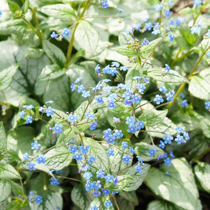 Buitenplant 12x Brunnera macrophylla 'Jack Frost' - Pot Ø 9cm Hoogte ↕ 10-25cm