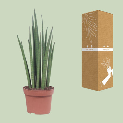 Kamerplant - Sansevieria Mikado - Pot Ø 12cm Hoogte ↕ 40cm
