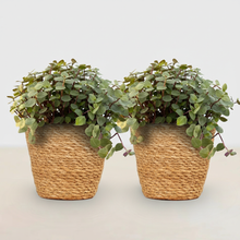 Kamerplant 2x Callisia repens - Kattengras - Pot Ø 12cm Hoogte ↕ 17-20cm