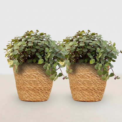 Kamerplant 2x Callisia repens - Kattengras - Pot Ø 12cm Hoogte ↕ 17-20cm