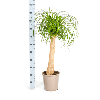 Kamerplant - Beaucarnea Recurvata - Op stam - Pot Ø 24cm Hoogte ↕ 80-100cm