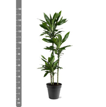 Kamerplant - Dracaena Janet Lind - Luchtzuiverend - Pot Ø 24cm Hoogte ↕ 150-160cm