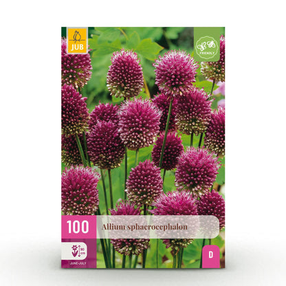 Buitenplant 100x Allium Sphaerocephalon - Bloeiend - Bolmaat 5/6