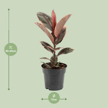 Kamerplant - Ficus Elastica Belize - Pot Ø 17cm Hoogte ↕ 55cm
