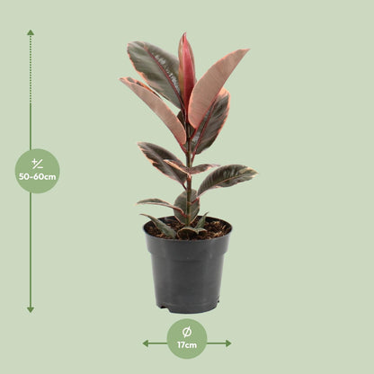 Kamerplant - Ficus Elastica Belize - Pot Ø 17cm Hoogte ↕ 55cm