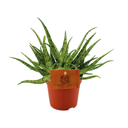 Kamerplant - Aloe Spider - Pot Ø 10,5cm Hoogte ↕ 15cm