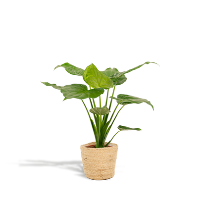 Kamerplant - Alocasia Cucullata - Pot Ø 19cm Hoogte ↕ 65cm