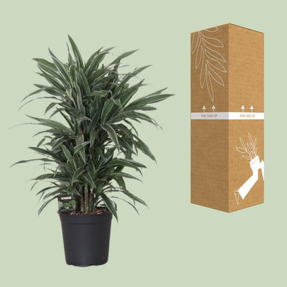 Kamerplant - Dracaena Fragrans Warneckei - Pot Ø 24cm Hoogte ↕ 100cm
