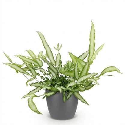 Kamerplant - Pteris cretica Albolineata Lintvaren - Pot Ø 12cm Hoogte ↕ 20cm