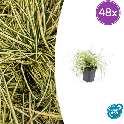 Buitenplant 48x Carex oshim. 'Evergold' - Pot Ø 9cm Hoogte ↕ 10-25cm