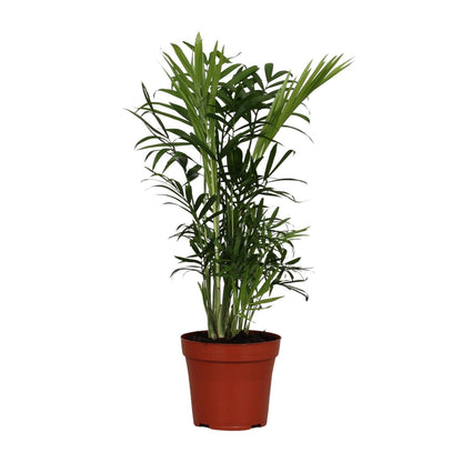 Kamerplant - Chamaedorea Elegans - Pot Ø 12cm Hoogte ↕ 40cm