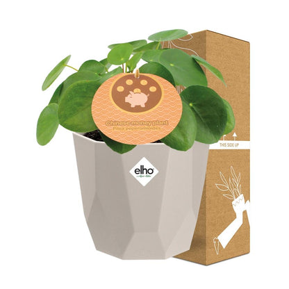 Kamerplant - Pilea Peperomioides - Inclusief sierpot - Pot Ø 12cm