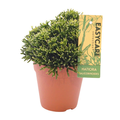 Kamerplant - Hatiora Salicornioides - Pot Ø 12cm Hoogte ↕ 22cm