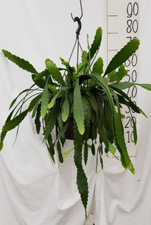 Kamerplant - Lepismium Houletianum - Pot Ø 25cm Hoogte ↕ 50cm