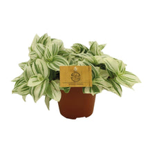Kamerplant - Tradescantia Brightness - Pot Ø 12cm Hoogte ↕ 20cm