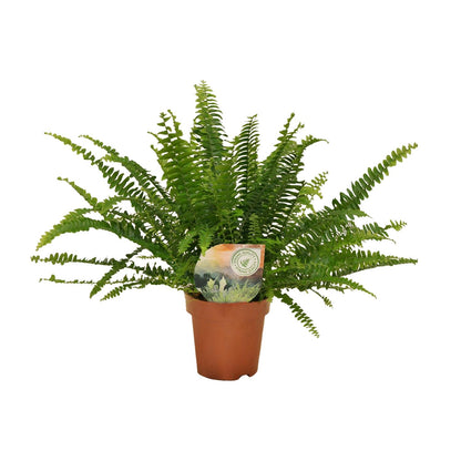 Kamerplant - Nephrolepis Green Lady - Pot Ø 12cm Hoogte ↕ 30cm