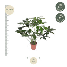 Kamerplant - Philodendron Green Wonder - Pot Ø 24cm Hoogte ↕ 100cm