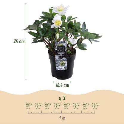 Buitenplant 6x Helleborus Christmas Carol - Bloeiend - Pot Ø 10,5cm Hoogte ↕ 25cm