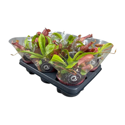 Kamerplant - Nepenthes Alata - Vleesetend - Pot Ø 12cm Hoogte ↕ 17cm