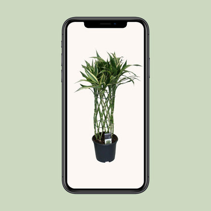 Kamerplant - Dracaena Godsefiana - Pot Ø 19cm Hoogte ↕ 75cm