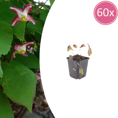 Buitenplant 60x Epimedium rubrum - Pot Ø 9cm Hoogte ↕ 10-25cm