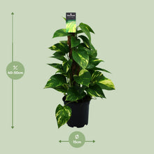 Kamerplant - Scindapsus (Epipremnum) - Pot Ø 15cm Hoogte ↕ 50cm