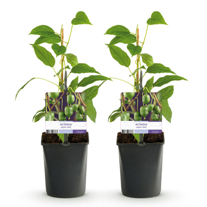 Buitenplant 2x Actinidia arguta 'Issai' - Fruitplant - Pot Ø 11cm Hoogte ↕ 40cm