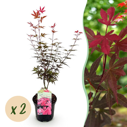 Buitenplant 2x Acer palmatum 'Skeetsers Broom' - Bladverliezend - Pot Ø 19cm Hoogte ↕ 70cm