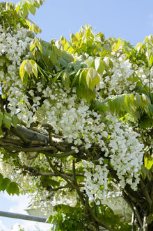 Buitenplant 2x Wisteria floribunda 'Longissima Alba' - Bloeiend - Pot Ø 15cm Hoogte ↕ 65cm