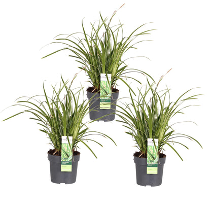 Buitenplant 3x Carex morrowii 'Ice Dance' - Pot Ø 14cm Hoogte ↕ 30cm