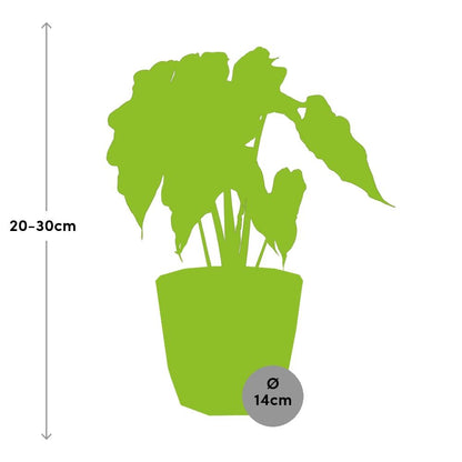 Kamerplant - Alocasia 'Polly' - Inclusief sierpot - Pot Ø 14cm