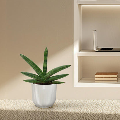 Kamerplant - Sansevieria Skyline - Pot Ø 10.5cm Hoogte ↕ 25cm