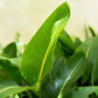 Green BoutiQ - Green is... Kamerplanten - Stelitzia Nicolai - Paradijsvogelbloem - Weinig onderhoud - Groen - 2 Planten - Pot 17cm - Hoogte 70-90cm