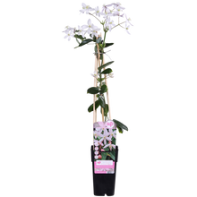 Buitenplant - Clematis armandii 'Apple Blossom' - Groenblijvend Bloeiend - Pot Ø 15cm Hoogte ↕ 65cm