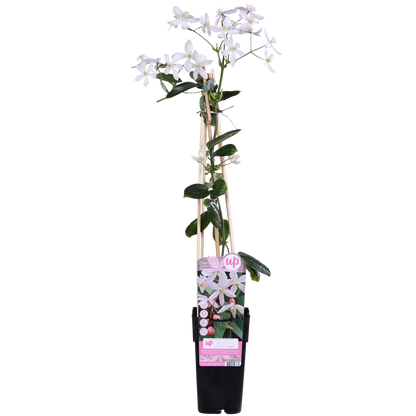 Buitenplant - Clematis armandii 'Apple Blossom' - Groenblijvend Bloeiend - Pot Ø 15cm Hoogte ↕ 65cm