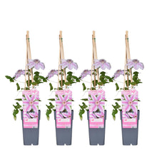 Buitenplant 4x Clematis 'Nelly Moser' - Bloeiend - Pot Ø 15cm Hoogte ↕ 65cm