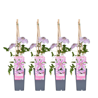 Buitenplant 4x Clematis 'Nelly Moser' - Bloeiend - Pot Ø 15cm Hoogte ↕ 65cm