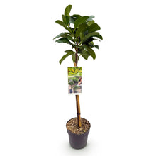 Buitenplant - Prunus laurocerasus 'Etna' op stam - Winterhard - Pot Ø 19cm Hoogte ↕ 90cm